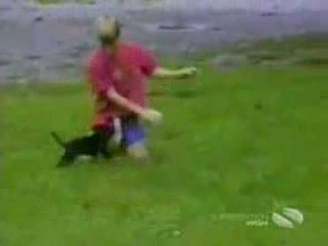 0 Funny Dogs Compilation