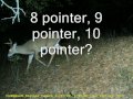 Deer caught on Cuddeback camera 1