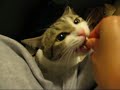 Munchkin cat Chiyo  &  Chopper 33 