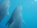 Mikura-Is, Wild Dolphins Swim (?????????)