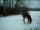 Doe nervous of trail cam