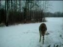 Doe nervous of trail cam