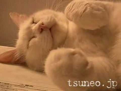 Samba cat
