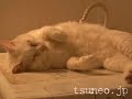 ラッキーサンバ♪ lucky samba