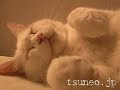 ラッキーサンバ♪ lucky samba