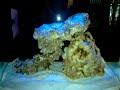 orca nano tank