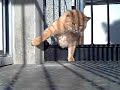 Fat Cat