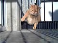 Fat Cat
