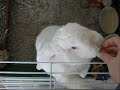 Bunny loves treats! Bunny loves treats!