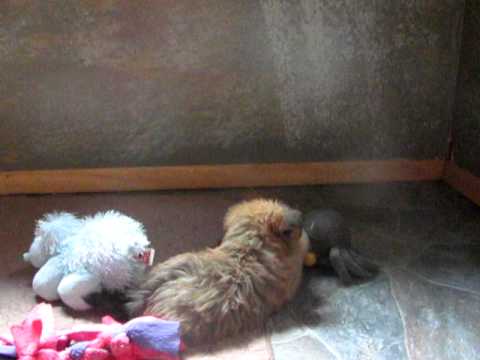 home raised prespoilt shorkie babies