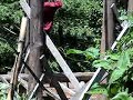 Cutting logs in Omkoi