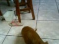Meu Cachorro rolando !!!