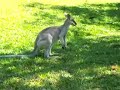 Wallabees on campus at JCU, Australia