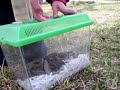 Garter snakes, will they BITE? Garter snakes, will they BITE?