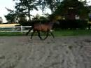 Dansih Warmblood, mare