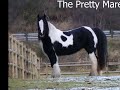 Gypsy Horses of Flying Feather Gypsy Horses Gypsy Horses of Flying Feather Gypsy Horses