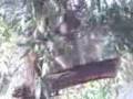 videos de Koala bellowing
