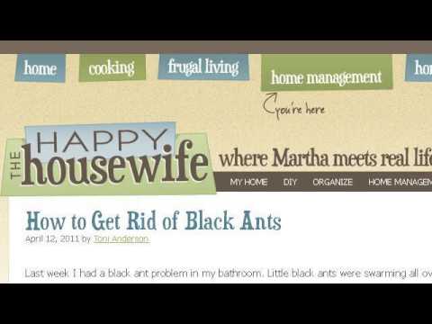 how to get ants out of a dishwasher