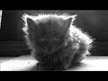 chatons