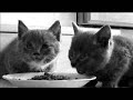 chatons