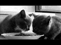 chatons
