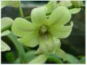 Orquideas de Coleccion