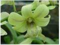 videos de Orquideas de Coleccion