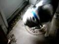 The Husky Howl