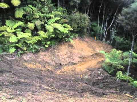 how to transplant ferns