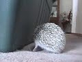 Pokins the hedgehog