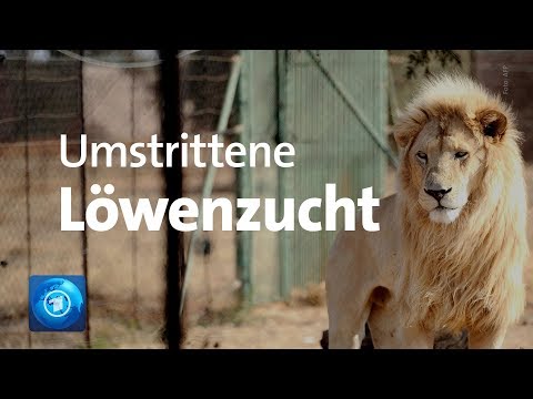 Umstrittene Lwenzucht auf Farmen fr die Jagd in Sdafrika