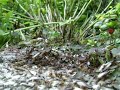 Queen ants leave colony Queen ants leave colony