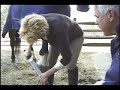 emergency horse shoe removal UNBRIDLED! emergency horse shoe removal UNBRIDLED!
