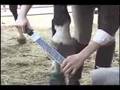 Emergency Horse Shoe removal UNBRIDLED!