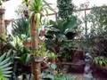 Meyer-Deats Conservatory