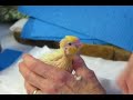 Baby Acey Getting Fed Baby Acey Getting Fed