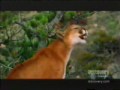 Cougars Mating