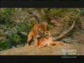 Cougars Mating