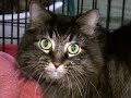 Save-A-Pet Cats for Adoption 1-30-08 Grayslake Save-A-Pet Cats for Adoption 1-30-08 Grayslake
