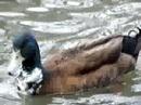 House Mallards