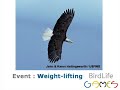 BirdLife Games are coming!