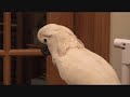 S. Elvis Bird Cockatoo Parrot Talking...