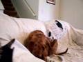 MY SPASTIC PIT BULL PUPPY