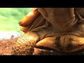 horsfield tortoise close up high res in tank footage!!!