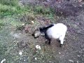 BARTOLO Y PIRAGUA EMBESTIDA.MP4