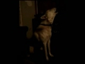 うたう犬動画