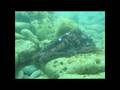 videos de Marinetube Competition
