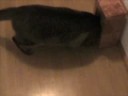 stupid cat