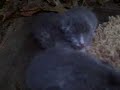 These are the kittens that Athena had a few days ago! They are so cute!