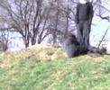 jenny rolling down a hill jenny rolling down a hill